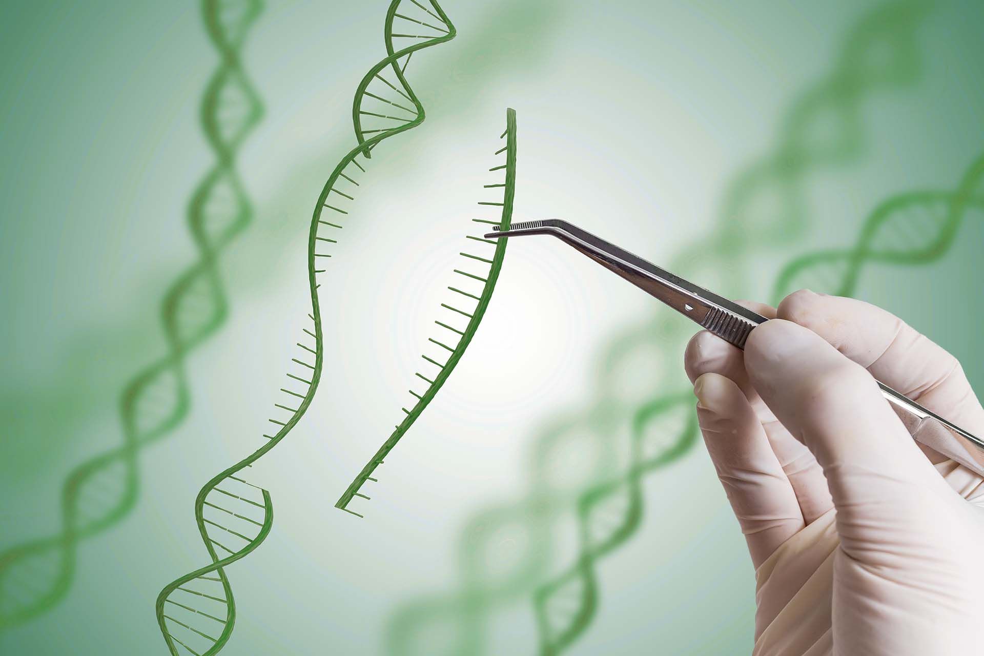 Syngenta abre direitos de edição de genoma e tecnologias de melhoramento de plantas para impulsionar inovação agrícola